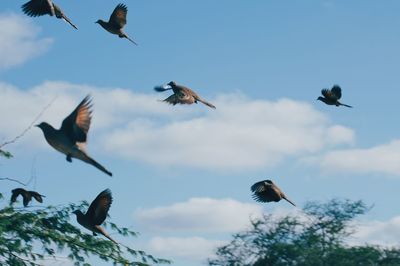 Low angle view of birds flying against sky