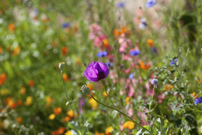 Close-up of purple flowering plant