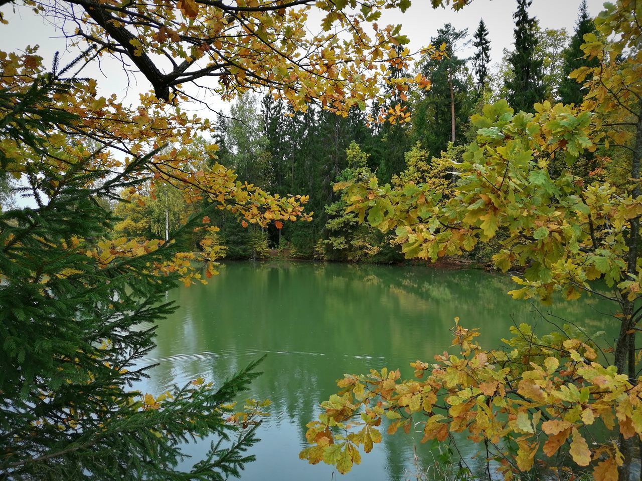 LAKE BY TREES DURING AUTUMN