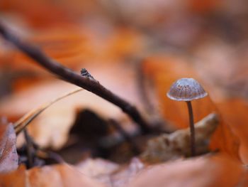 Close-up of mushrooms growing on land