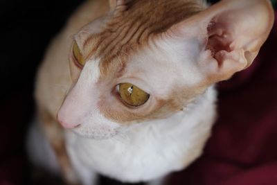 Cornish rex cat 