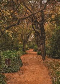 Footpath amidst trees in forest