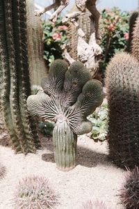 Close-up of cactus in field