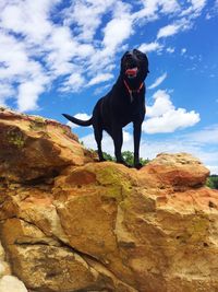 Low angle view of dog standing on rock against sky