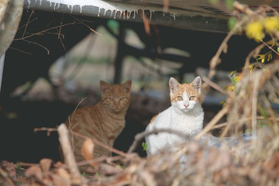 Portrait of cats sitting