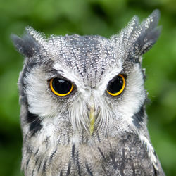 Close-up portrait of owl