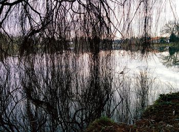 Close-up of wet tree by lake against sky