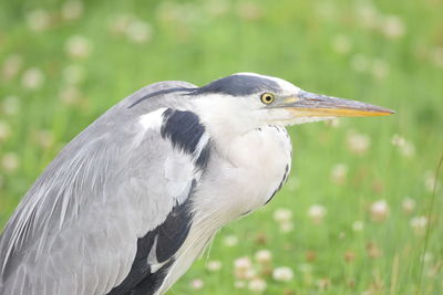 Close-up of gray heron