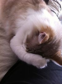 Close-up of young woman lying down on cat