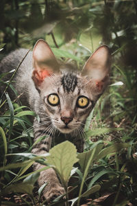 Portrait of tabby cat on plant