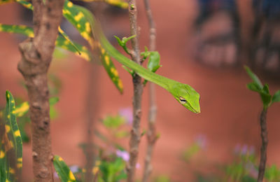 Close-up of green snake on plant