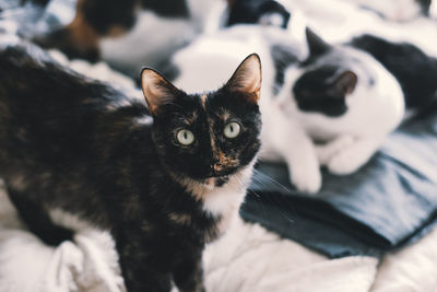 Close-up portrait of black cat