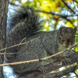 Close-up of squirrel on tree trunk