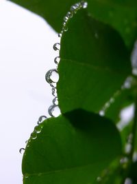 Close-up of water drops on plant