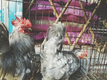 Close-up of rooster in cage