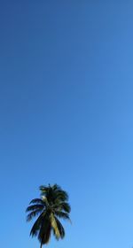 Low angle view of palm tree against clear blue sky