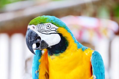 Photo of a parrot in profile