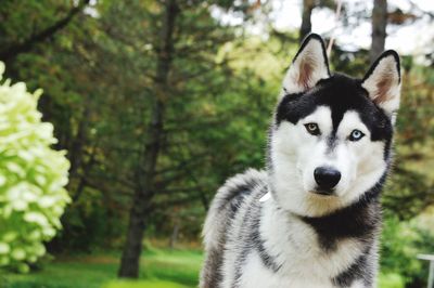 Close-up of dog