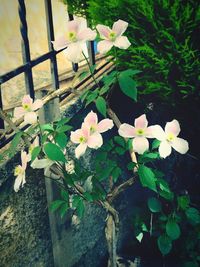 Close-up of white flowering plant