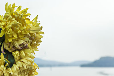 Close-up of yellow flowers against clear sky