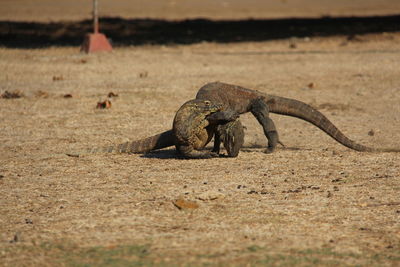 Komodo island