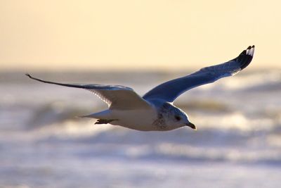 Seagull flying over water