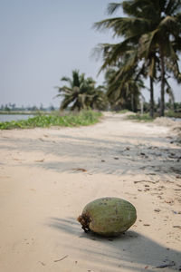 Palm trees on beach