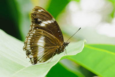 Close-up of butterfly on leaf