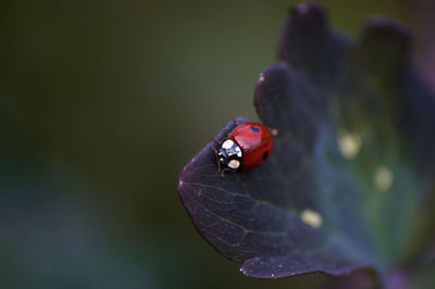 Close-up of ladybug on plant