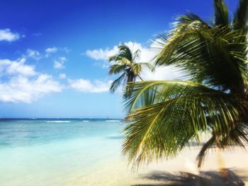 Palm trees by sea against sky