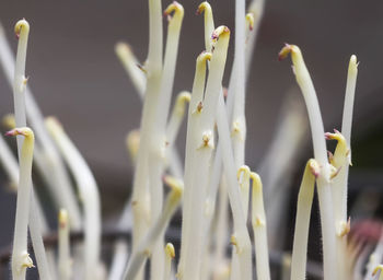 Potato sprouts close up.