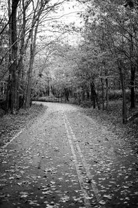 View of bare trees in forest during autumn