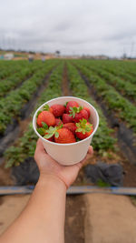 Cropped hand holding strawberries in bowl