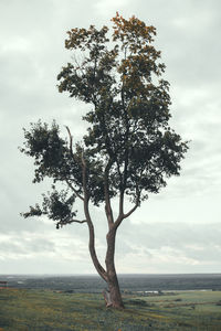 Tree by sea against sky