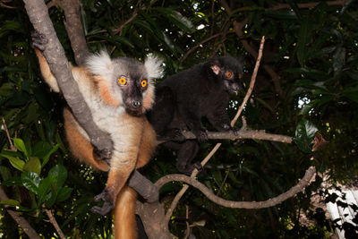 Couple of black lemurs on a tree