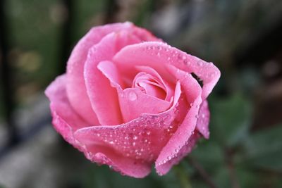 Close-up of raindrops on pink rose