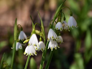 Close-up of white flowering plants