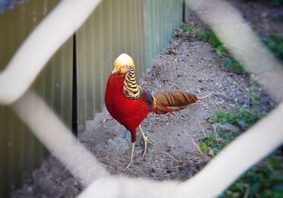 High angle view of golden pheasant on field seen through fence