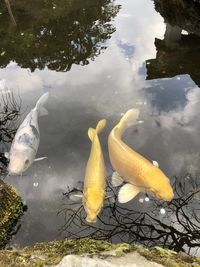 High angle view of birds swimming in lake