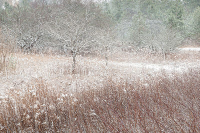 View of snow covered land