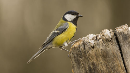 Close-up of a bird