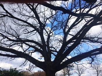 Low angle view of bare tree against sky