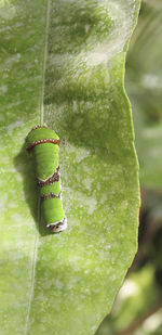 Close-up view of green leaf