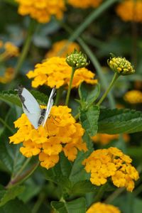 Close-up of insect on yellow flowers