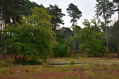 Trees and plants in forest