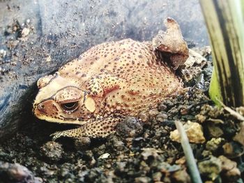 Close-up of frog on rock