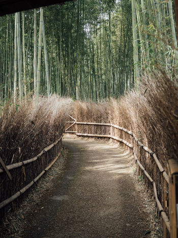 VIEW OF FOOTPATH IN FOREST