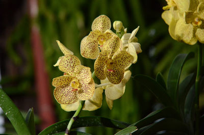 Close-up of flowers blooming outdoors