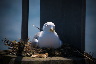 Close-up of seagull perching on nest