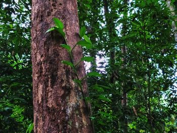 Low angle view of tree trunk in forest